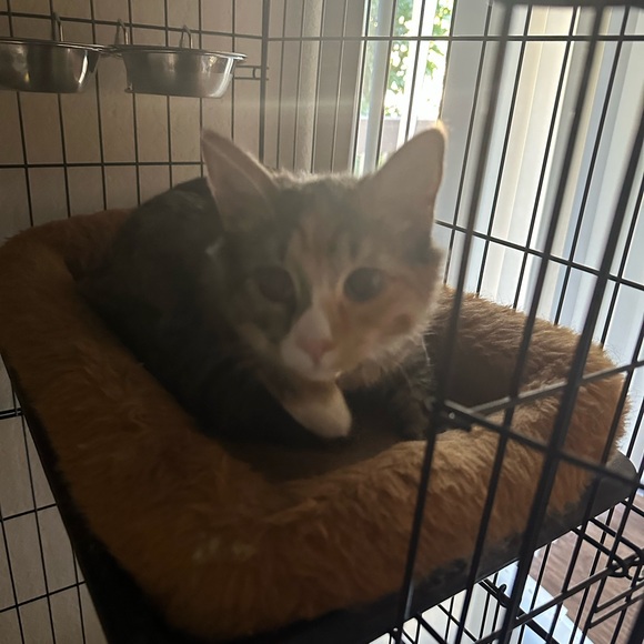 Meet your Posher, Jacie - Picture 4 of 5